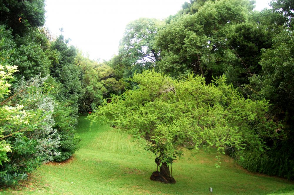 J. de Garay 2256 – Jardín con árbol centenario