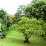 J. de Garay 2256 – Jardín con árbol centenario