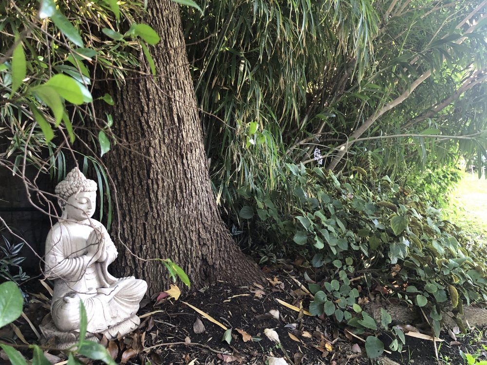 Budha