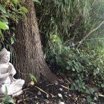 Budha