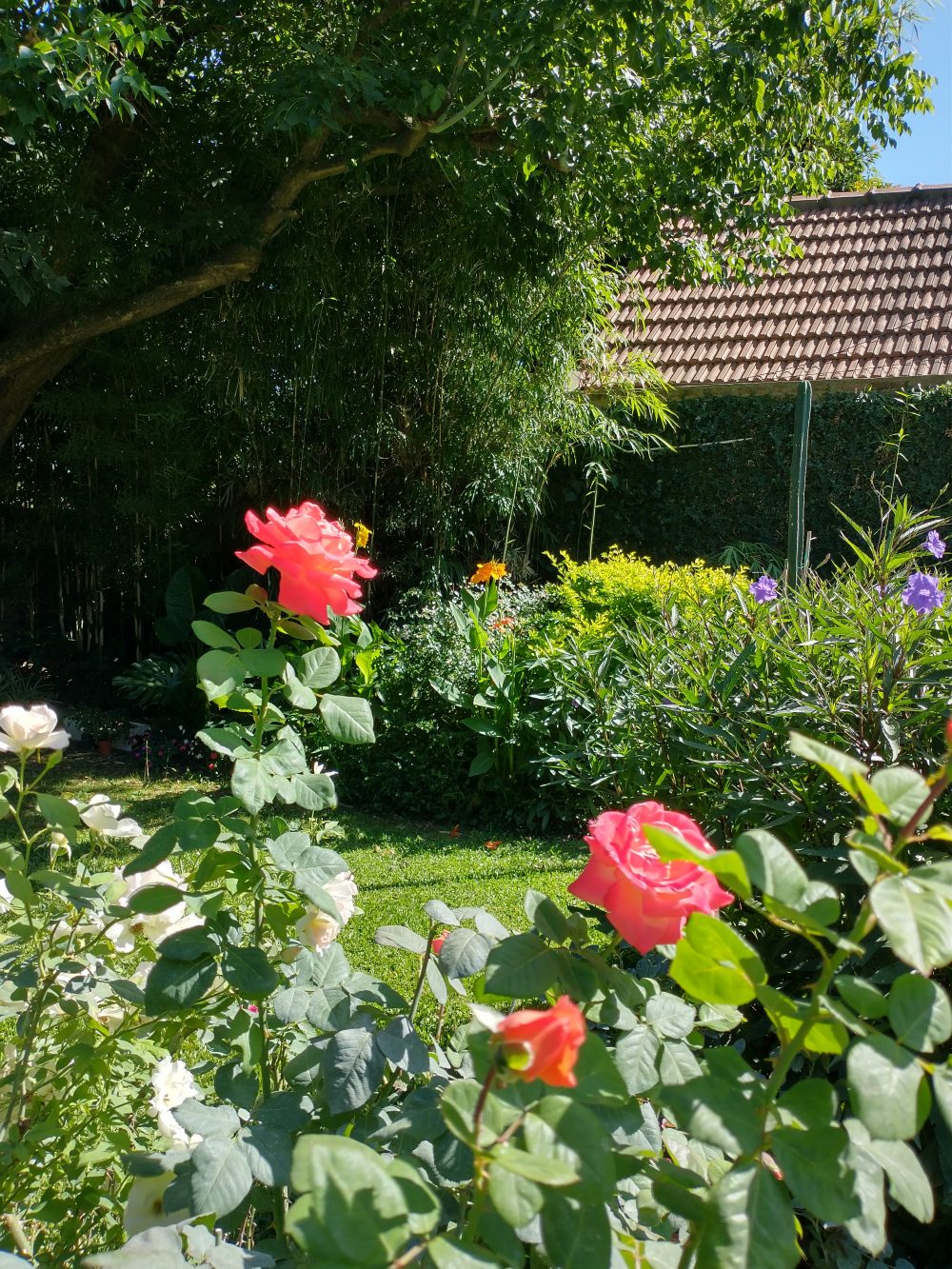 Flores