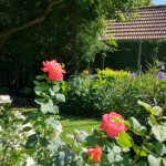 Flores