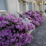 WhatsApp Image 2026-01-30 at 12.16.19 AM (1)